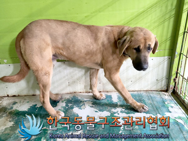 한국동물구조관리협회_441406202302064